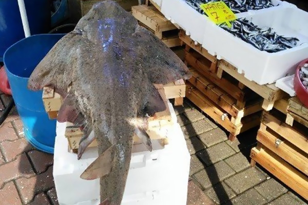 Marmara'da vatoz balığı yakalandı