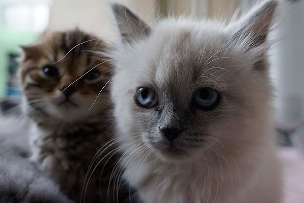 'Kaçak kedilere' sıcak yuva