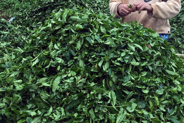 ÇAYKUR'da yaş çay bedeli ödemeleri başladı