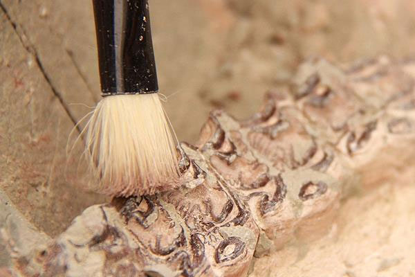 2020'de canlılar tehlikede olacak