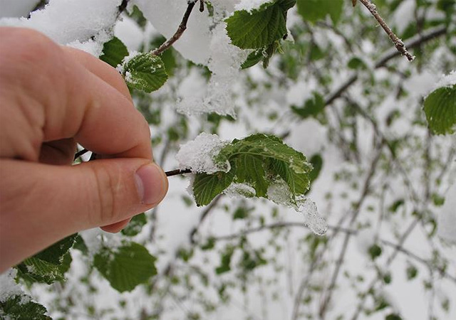 Meteorolojiden zirai don uyarısı
