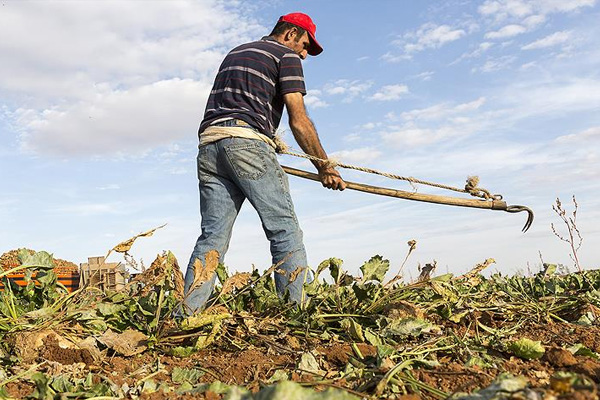 Çiftçilere destek ödemesi yarın yapılacak