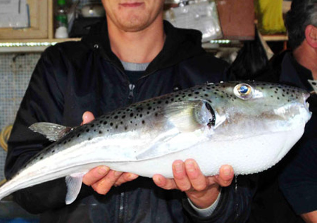 Mersin'de balon balığı korkusu