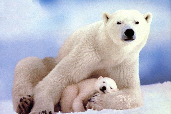 Hayvan neslini insan tüketiyor