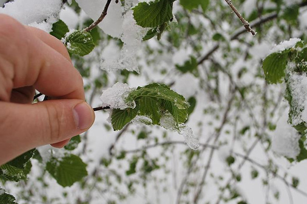 Meteoroloji'den 5 il için zirai don uyarısı