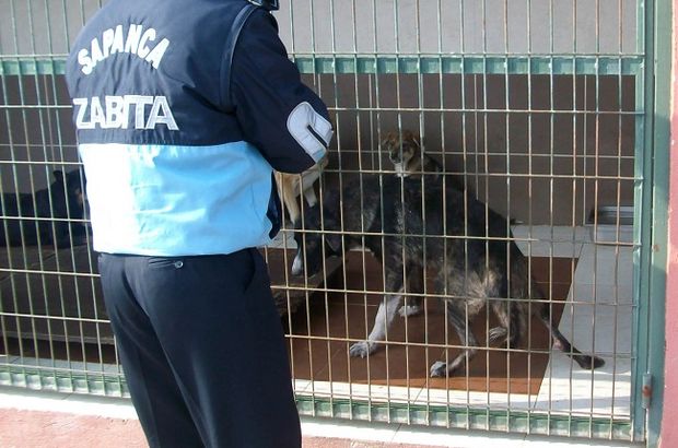 Sapanca'da köpeklerin zehirlendiği iddiasına açıklama