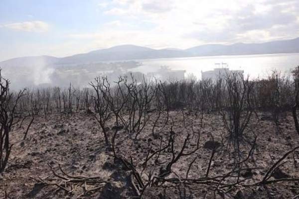 Urla'da orman yangını