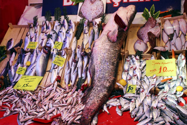 78 kiloluk yayın balığı görenleri şaşırttı