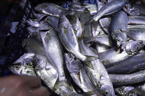 Çinekop bolluğu fiyatlara yansıdı