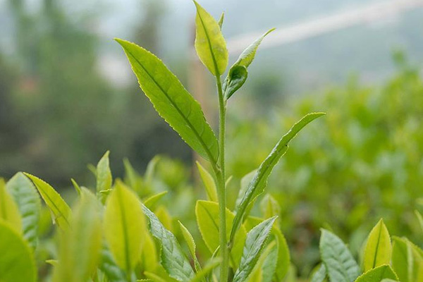 Yaş çay üreticilerine 13 kuruş destek