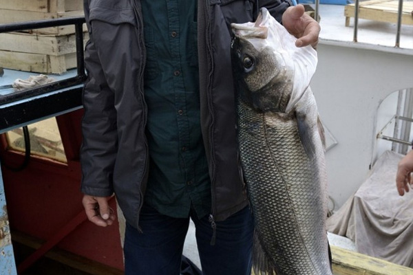 Bir metrelik levreğe rekor fiyat