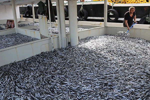 Bir gecede 500 ton hamsi avlandı