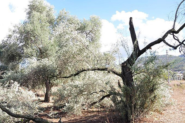 Muğla'daki hortum zeytin ağaçlarını söktü