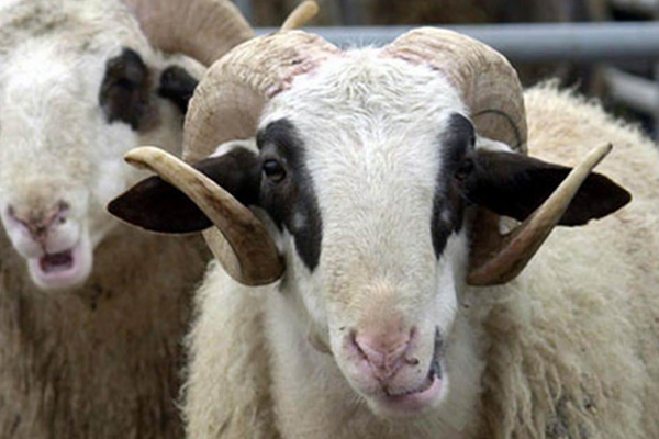 FETÖ'cüler kurbanlıkları bayramdan önce kesmiş