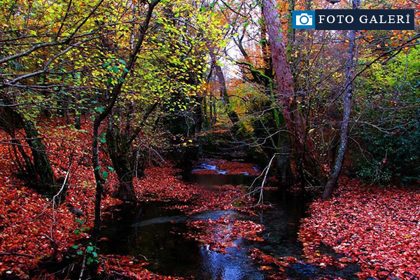 Kaz Dağları'nda sonbahar