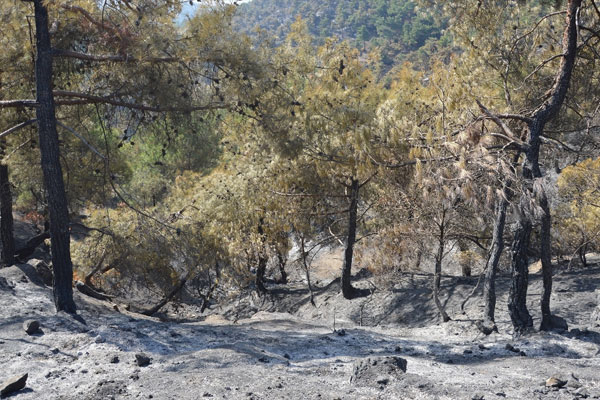 Tokat’ta 90 hektar orman kül oldu