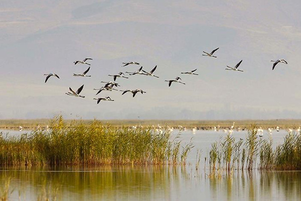 İklim değişikliği bütün canlıları etkiliyor