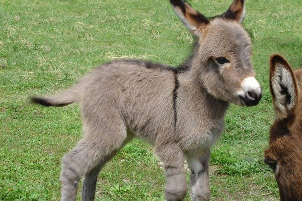 Estetik için 1 günde bin eşek katlettiler!