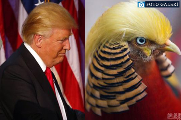 Trump'ın saçları altın sülüne benzetildi