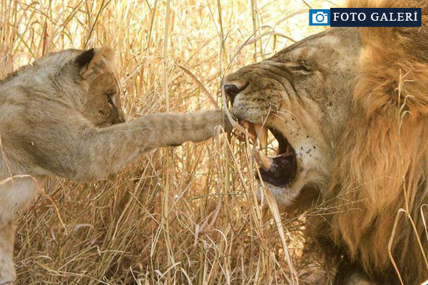 En iyi doğa fotoğrafları