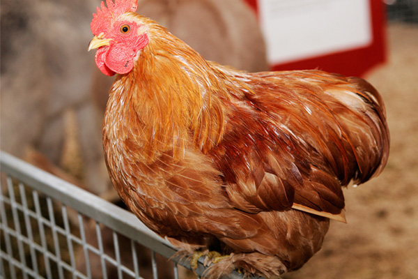 Tavuklara kümes hapsi