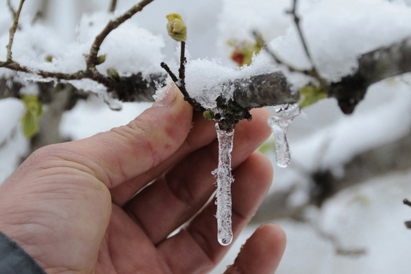 4 il için zirai don uyarısı