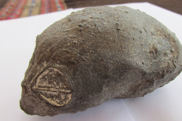 Uzaylılara ait iskeletler bulundu