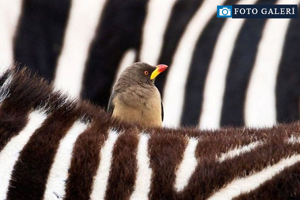 National Geographic'in en iyi doğa fotoğrafları