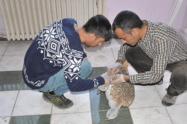 Tunceli'de Toy Kuşu bulundu