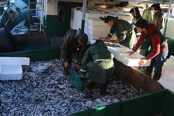 Hamsi fiyatında büyük düşüş