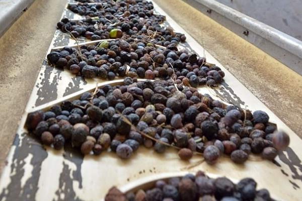 Zeytin üreticilerine güzel haber