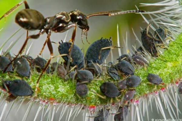 Kahve yetiştiren karınca keşfedildi!