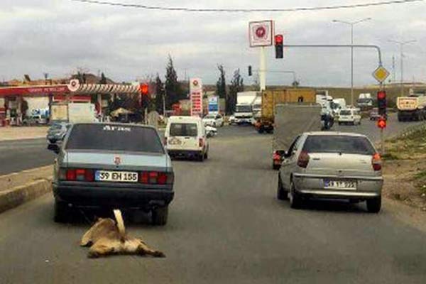Acımasız sürücü yakalandı