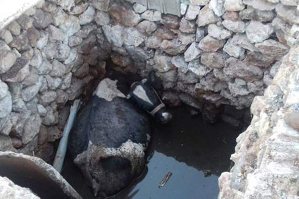 Çukura düşen inek 5 saatte kurtarıldı
