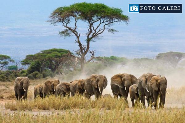 2016'nın en iyi vahşi yaşam fotoğrafları