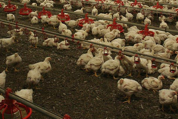 Almanya'da kuş gribi hızla yayılıyor