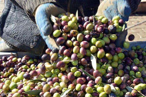 Sonbahar kuraklığı zeytini vurdu