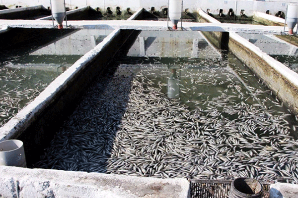 9 milyon 900 bin alabalık telef oldu