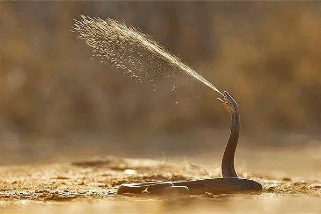 120 canlı kobra şaşkınlığı