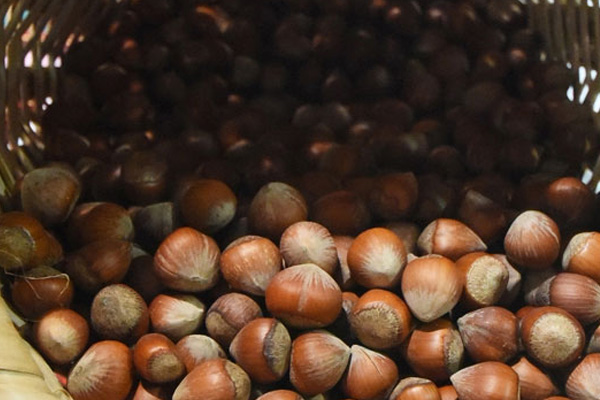 Fındıkta fiyat krizi