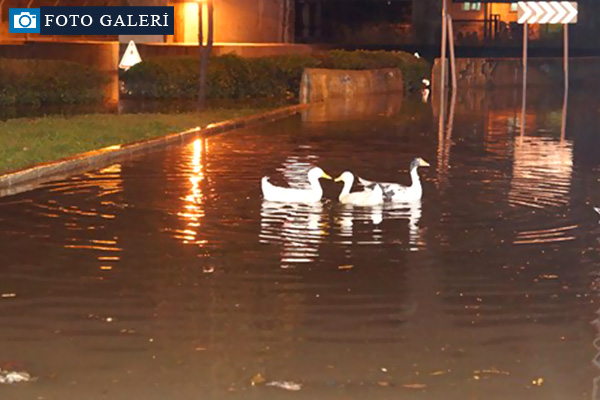 İzmir caddelerinde kazlar yüzüyor!