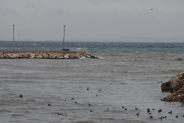 Yalova'da deniz kahverengiye boyandı