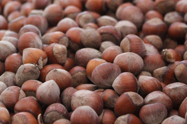 Fındıkta 9 gün sonra 25 kuruş artış