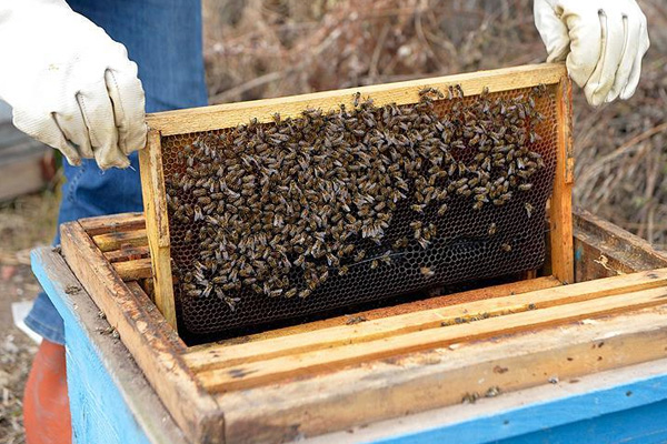 Arıcılara 67 milyon lira destek geliyor