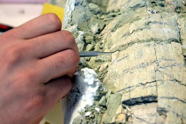 Yeni böcek türü fosili bulundu