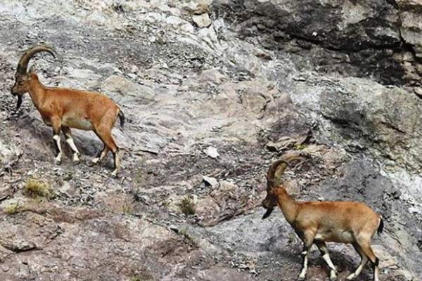 Kaçak dağ keçisi avına 48 bin lira ceza