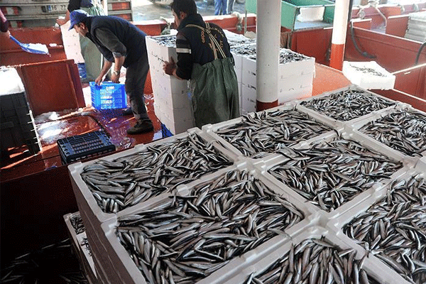 Karadeniz'de hamsi bolluğu