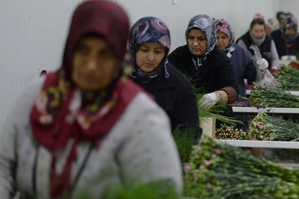 2015 yılında en çok karanfil üretildi