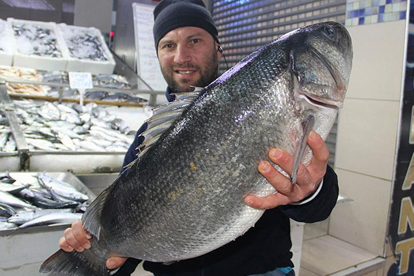 Karadeniz'den 8 kiloluk levrek çıktı