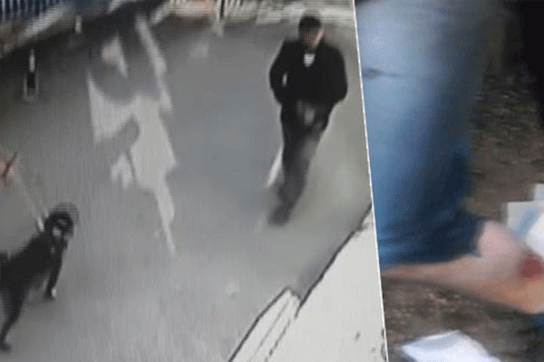 Bursa'da pitbull dehşeti